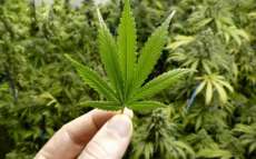 Congresso peruano aprova uso medicinal da maconha