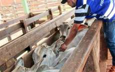 Produtor que n&atilde;o vacinou rebanho contra febre aftosa est&aacute; sujeito a multa de R$ 107,58 por animal n&atilde;o vacinado