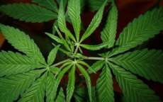 Justi&ccedil;a autoriza casal a cultivar maconha em casa