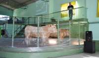 Pinh&atilde;o - Feira de Gado do &uacute;ltimo dia 27 geral comercializou 331 animais
