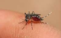 Palmital - Cidade está em alerta por causa da Dengue
