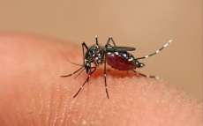 Palmital - Cidade est&aacute; em alerta por causa da Dengue
