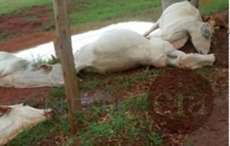 No Paran&aacute;, raio mata 14 cabe&ccedil;as de gado