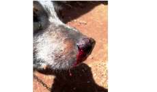 Pinh&atilde;o - Cachorro &eacute; agredido com machado