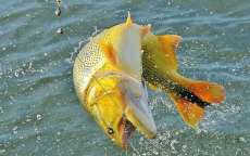 Pinh&atilde;o - Cidade ser&aacute; sede da 7&ordf; etapa do Campeonato Aberto de Pesca Esportiva da regi&atilde;o Cantuquirigua&ccedil;u
