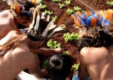 Nova Laranjeiras - Horta comunit&aacute;ria na reserva Ind&iacute;gena Rio das Cobras