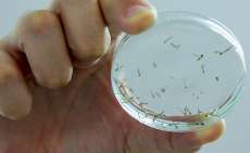 Quedas - Cidade ter&aacute; arrast&atilde;o contra a Dengue