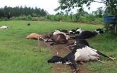 Raio mata 18 vacas e deixa preju&iacute;zo de cerca de R$ 100 mil