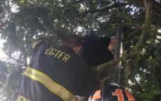 Bombeiros resgatam ca&ccedil;adora de Pok&eacute;mon presa em &aacute;rvore