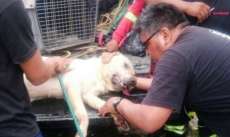 Cachorro morre de exaust&atilde;o ap&oacute;s ajudar a socorrer v&iacute;timas de terremoto no Equador