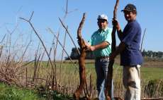 Agricultor catarinense colhe super mandioca de quase dois metros de cumprimento