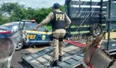 Governo abate 300 jumentos para conter acidentes em rodovias