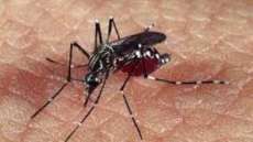 Minist&eacute;rio da Sa&uacute;de informa que 157 cidades podem enfrentar epidemia de dengue