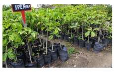 Cidade brasileira da exemplo. Est&aacute; plantando 2 &aacute;rvores para cada morador