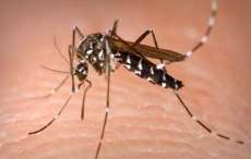 Dois casos aut&oacute;ctones de zika v&iacute;rus s&atilde;o confirmados em Paranagu&aacute;