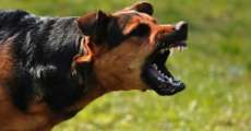 Maring&aacute; confirma 1&ordm; caso de raiva canina no ano