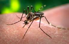 Quedas - Secretaria de Sa&uacute;de notifica tr&ecirc;s pessoas com suspeita de dengue