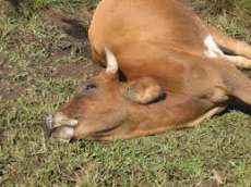 Rio Bonito - Caso de raiva bovina &eacute; confirmado no munic&iacute;pio