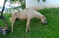 Laranjeiras - Cavalo furtado em Nova Laranjeiras é encontrado com menores