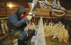 Paran&aacute; poder&aacute; proibir foie gras. Saiba o que &eacute; e como &eacute; produzido essa iguaria da culin&aacute;ria
