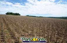 Catanduvas - Chuva de granizo provoca preju&iacute;zo na agricultura