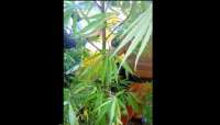 Quedas - Polícia Militar apreende pé de maconha