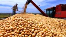 Safra de gr&atilde;os ser&aacute; de 210,5 milh&otilde;es de toneladas, aponta Conab