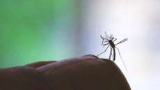 Diferen&ccedil;a entre dengue, zika e chikungunya &eacute; sutil, diz especialista