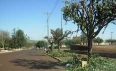 Quedas - Plano de arboriza&ccedil;&atilde;o ser&aacute; realizado