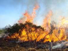 Paran&aacute; alerta para preven&ccedil;&atilde;o de inc&ecirc;ndios em vegeta&ccedil;&atilde;o