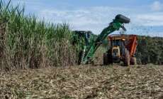 Paran&aacute; deve colher at&eacute; 46 milh&otilde;es de toneladas de cana-de-a&ccedil;&uacute;car