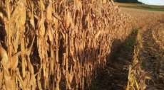 Porto Barreiro - &Oacute;timos resultados da SAFRA 2014/2015 deixam agricultores satisfeitos
