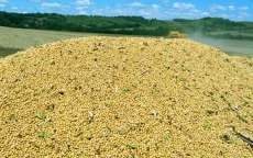 Paran&aacute; poder&aacute; colher 19 milh&otilde;es de toneladas de soja, maior safra da hist&oacute;ria