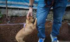Imagem chocante: filhote de c&atilde;o pede carinho antes de ser morto e consumido em festival na China