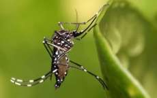Minist&eacute;rio da Sa&uacute;de repassa R$ 30,4 milh&otilde;es para combate ao Aedes aegypti