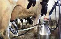 Laranjeiras - Produtores jogam fora produção de leite devido a problemas causados pela paralisalão nos transportes