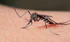 Quedas - Preocupante! Aumentam os casos de Dengue no munic&iacute;pio