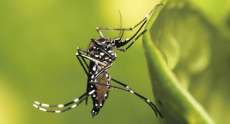 11 cidades do Paran&aacute; j&aacute; enfrentam epidemia de dengue; mais 3 mortes s&atilde;o confirmadas