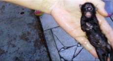 Gato nasce com apenas um olho e chifre na testa