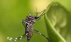 Cerca de 300 milh&otilde;es podem ter dengue; maioria n&atilde;o sabe