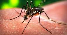 Temporada de frio &eacute; a melhor &eacute;poca para eliminar o "Aedes aegypti"