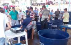 Virmond - Feira do Peixe Vivo registra boa comercializa&ccedil;&atilde;o