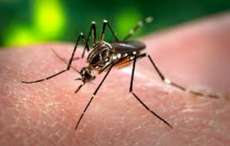 Paran&aacute; tem 511 casos suspeitos de dengue e dez confirmados