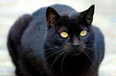 Gato-her&oacute;i d&aacute; pista a policial e ajuda a capturar fugitivo