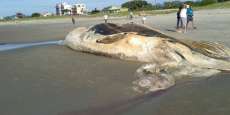 Baleia jubarte com cerca de 15 metros &eacute; encontrada morta na praia de Matinhos