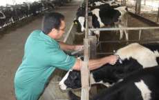 Paran&aacute; se prepara para a &uacute;ltima vacina&ccedil;&atilde;o contra a febre aftosa