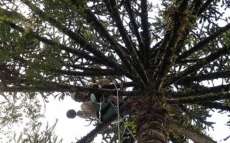 Copel alerta para cuidados na colheita do pinh&atilde;o