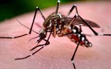 Depois da dengue, zika e chikungunya, vem a&iacute; a febre Mayaro