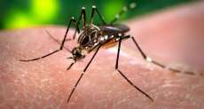 Quedas - N&uacute;mero de casos notificados de dengue pode chegar a trezentos