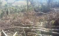 Porto Barreiro - Crime ambiental é registrado em aproximadamente 15 hectares